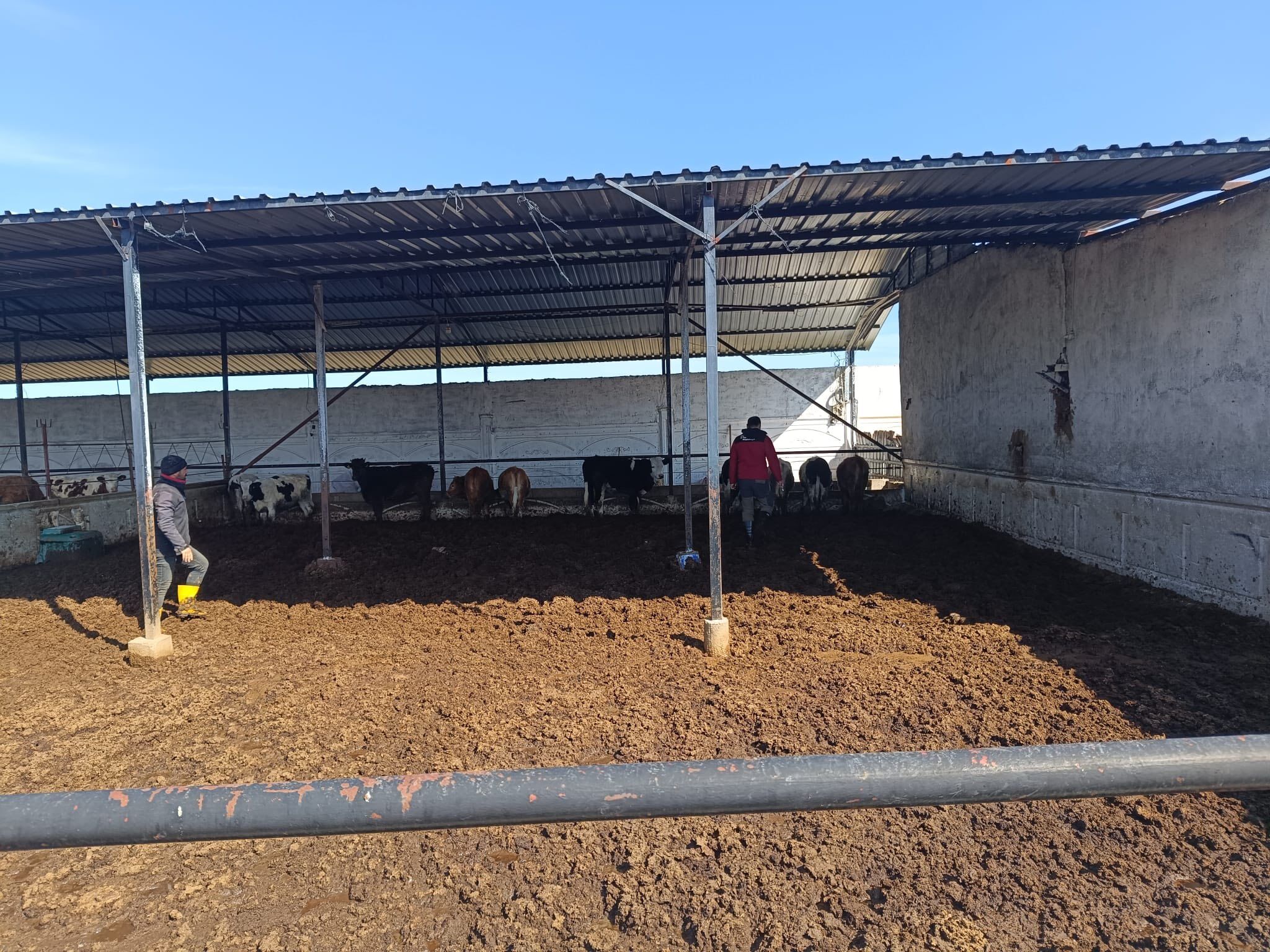 Kırşehir’de Şap Ve Brusella Aşılaması Aralıksız Devam Ediyor2