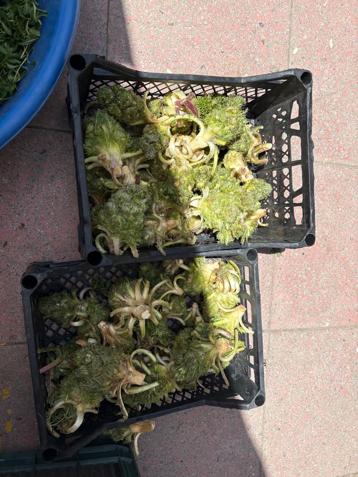 Kırşehir Dağlarının Şifalı Otları Tezgâhta1