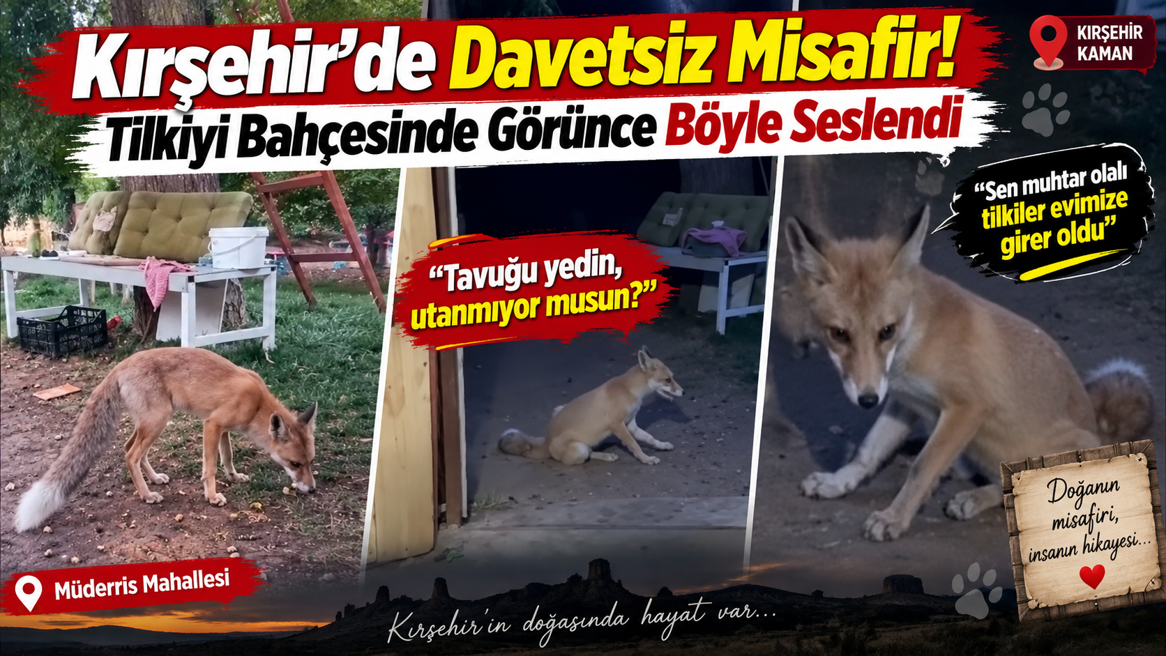 Kırşehir’de Davetsiz Misafir! Tilkiyi Bahçesinde Görünce Böyle Seslendi